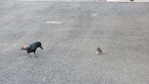 The crow is antagonizing the mouse.