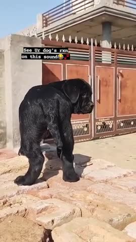 This is a dangerous 🐶 Dogi