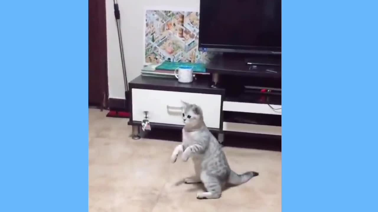 Funny cats videos