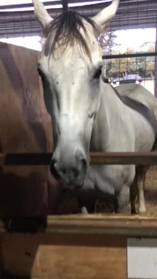 Hi my friend(he’s a nice horse)