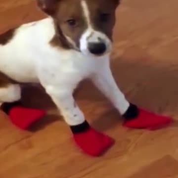 cute baby dog. short. #short . #funnyviral