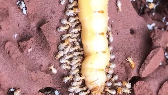 Huge worm nest