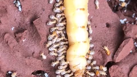 Huge worm nest