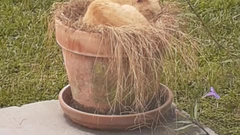 Gato En Siesta