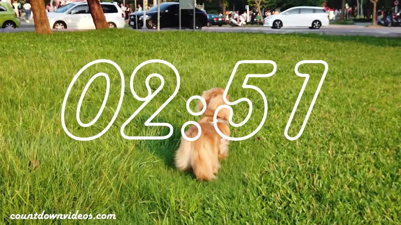 Temporizador de 5 minutos para cachorros lindos🐶🐶