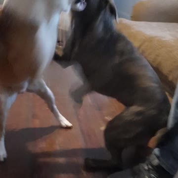 Claire Bear has a Growling Time