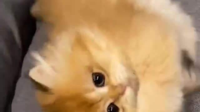 play with small pet cats