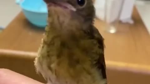 Funny video birds