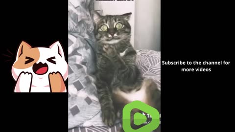 Daily life of a cat😂 #fy #fypシ #trending #funny #funnyvideos #trend #tiktok #shortsfeed #lol