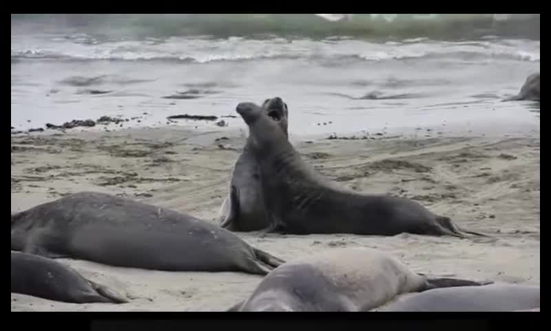 sea elephants