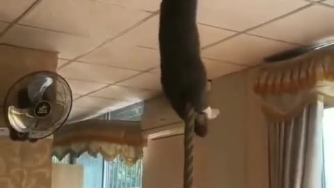 The cat can climb like Tarzan