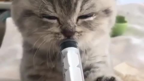 Feeding Baby Kitty