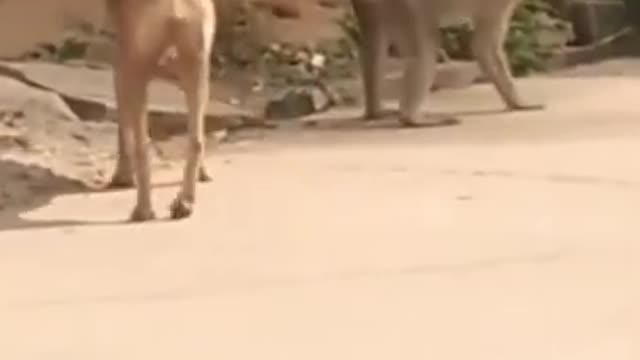 Funny video monkey and 🐕🐕