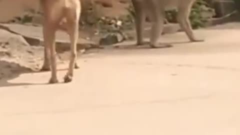 Funny video monkey and 🐕🐕