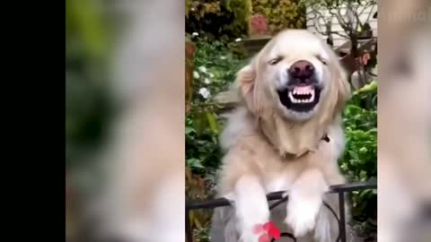 Funny Animal video