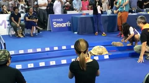 Tortoise vs here who is win / life lessons scroll down