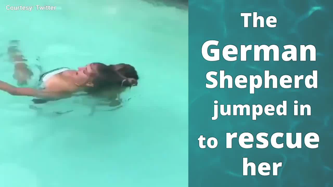 Dog became a lifeguard mode when owner jumps in pool