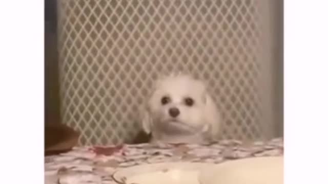SOO CUTE - CUTE DOG ! #shorts