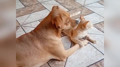 Cat and Dog Watching Neighbors Fighting