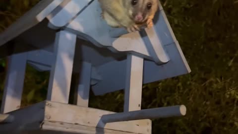 Brushtail Possum Struggles To Squeeze Into House