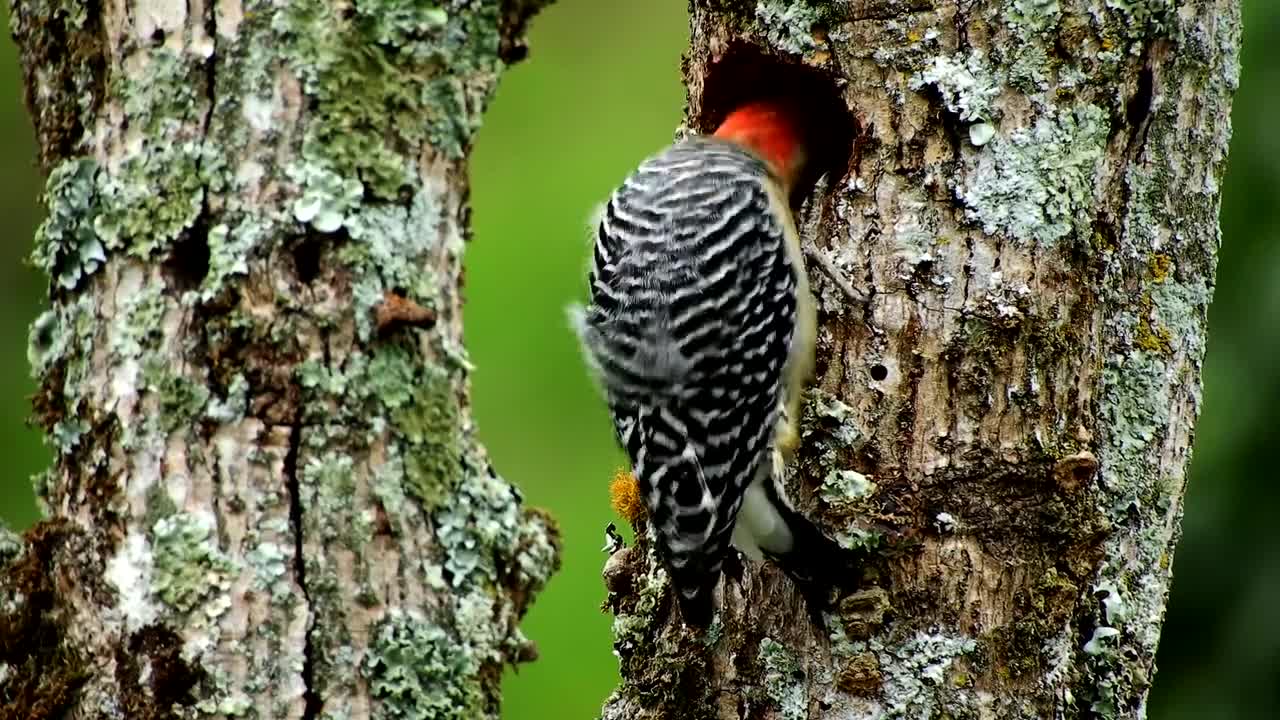 Fauna bird carpenter woodpecker - what he is trying to do