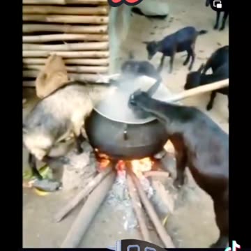 IN THE ZOOLOGICAL REPUBLIC THE GOATS 🐐 ARE WISE RESIST AUSTERITY AND STARVATION #freemazinnamdikanu