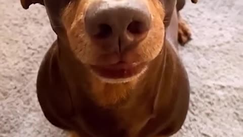 Funny animals - Funny cats and dogs - Funny animal videos 2023🤣