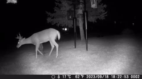 White-tailed buck