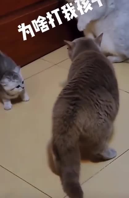 Cat cat cat cat funny