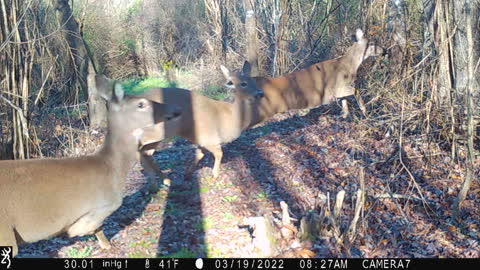 Jumping Deer