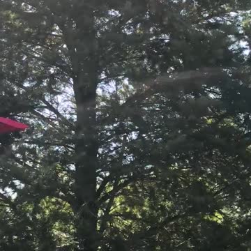 Bella Diva Squirrel argument