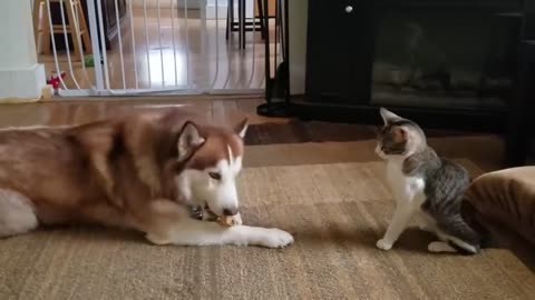 Cat bulliesHusky