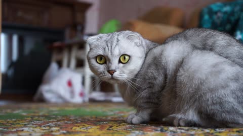 Pet cats are very beautiful