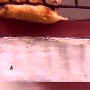 A hilarious collection of cats.