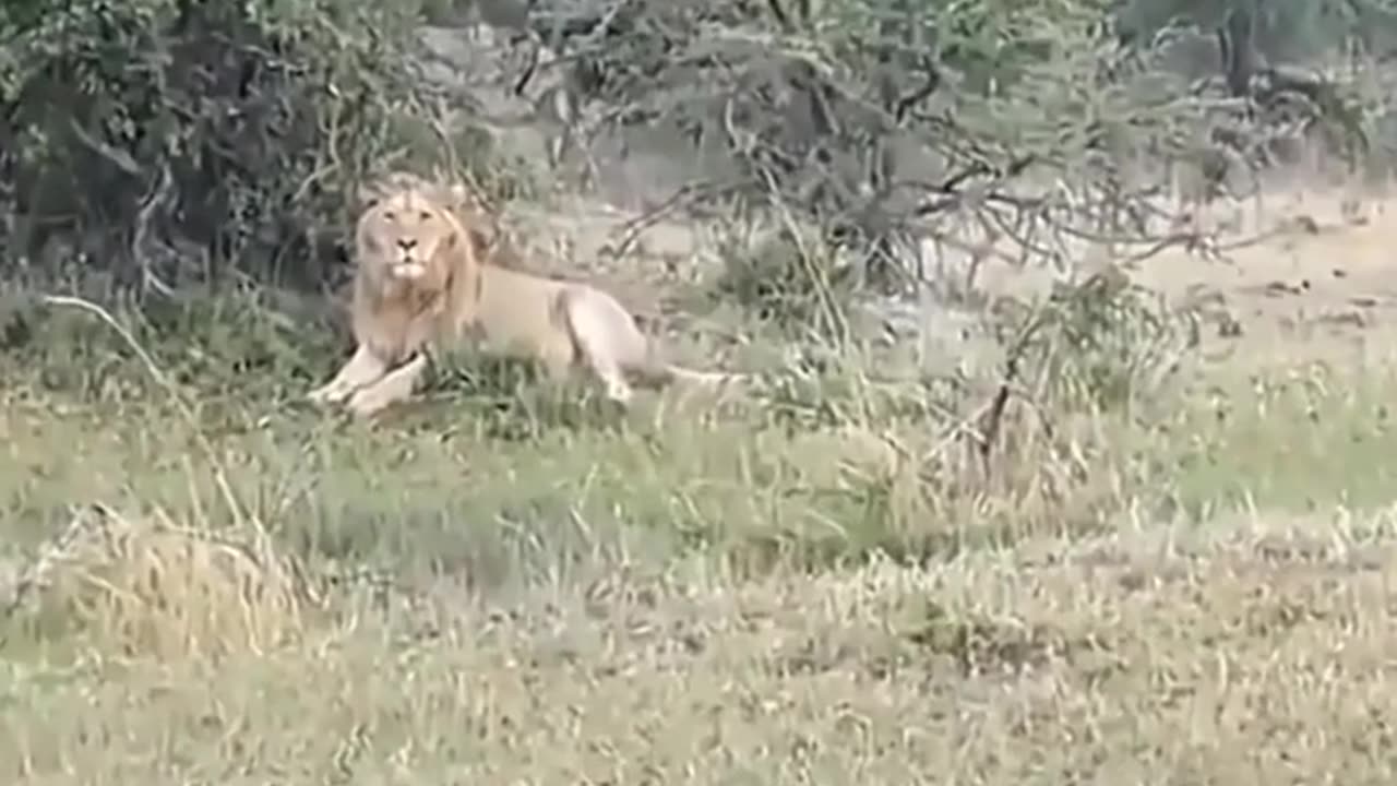 Lion Versus Buffalo