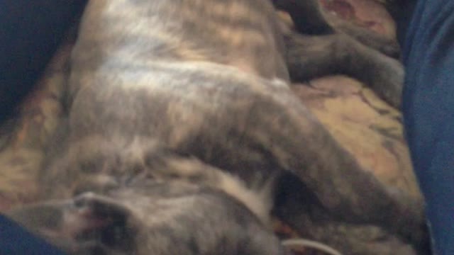 French Bulldog puppy barks in his sleep