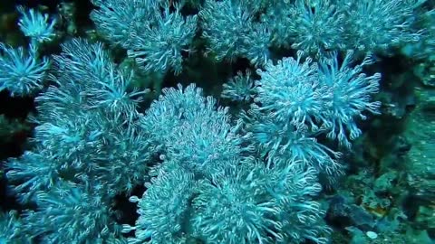 Ocean life video sample |beauty of the ocean |aqua life| fishes | turtle | water creatures