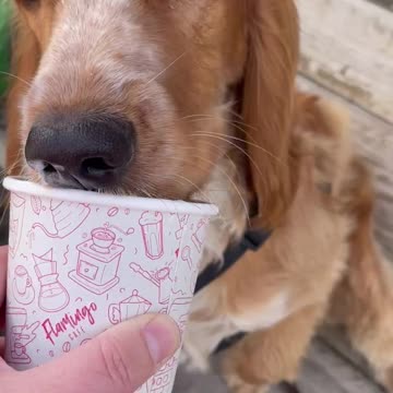Puppuccino time