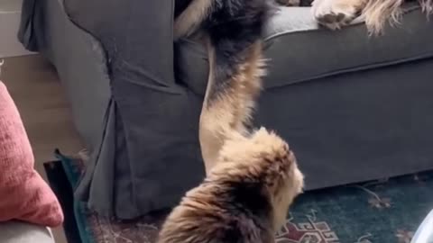 Funny animals - Funny cats / dogs - Funny animal videos 01