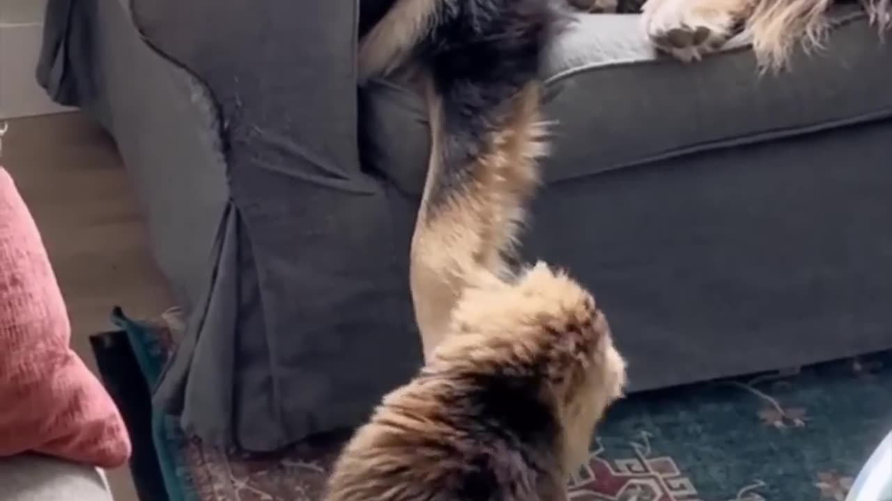Funny animals - Funny cats / dogs - Funny animal videos 01