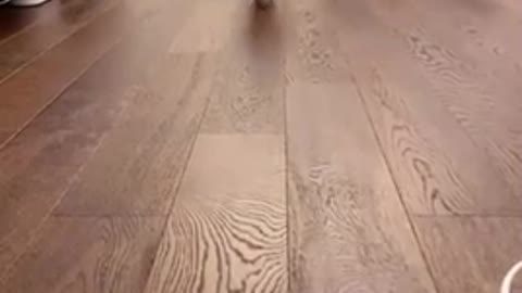 Tippy Tap Kitty Cat