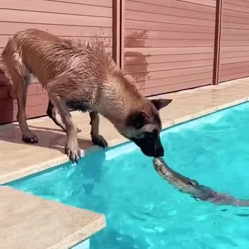 Maligator meets Alligator 🐊