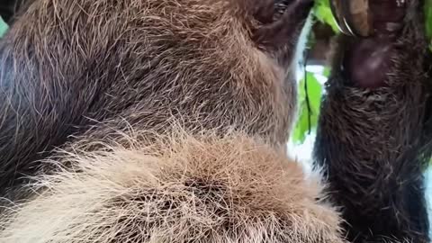 The koala