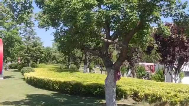 The breeze floats, the grass dances