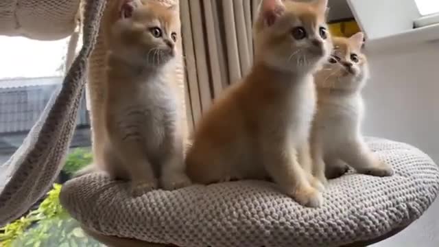 Don't try to hold back Laughter - Funny Cats HD