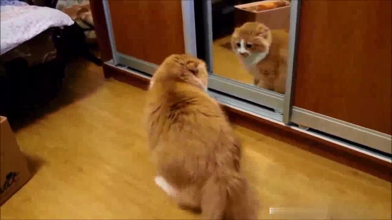 Cat completely baffled by his mirror reflection
