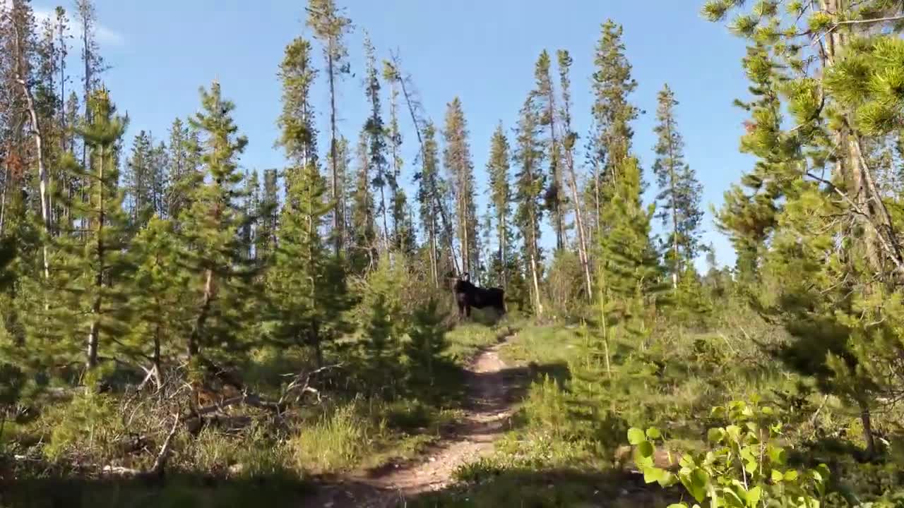 Moose on the loose in jungle