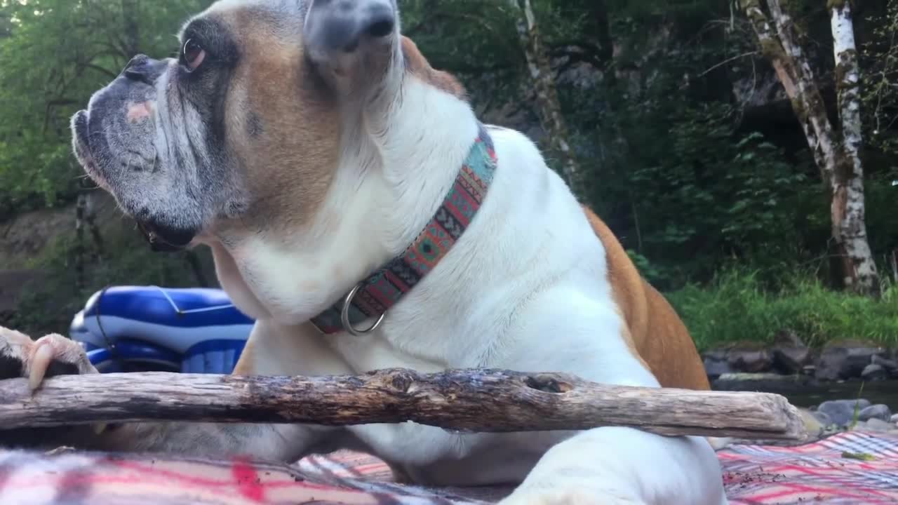 Bulldog gnaws a stick on a walk.