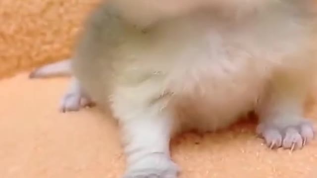 Cute and Funny Cat Videos Compilation 2021_#shorts