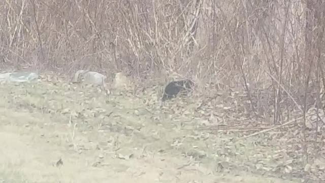 Mother Bear Goes Back and Forth with Babies